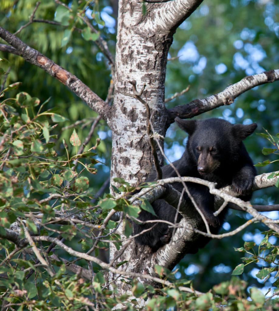 bearcubtree