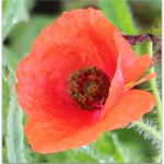 poppy