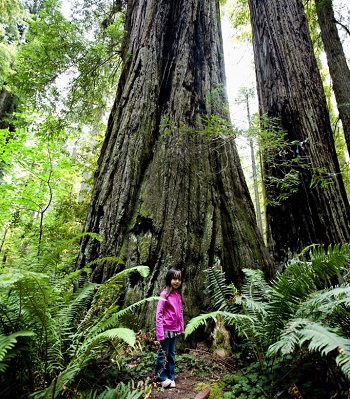 The Write Way to Travel | Three Top Locations To Hug a Tree!